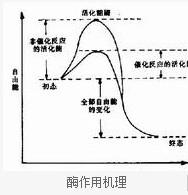 酶作用机理