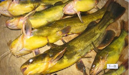 嘎鱼-+搜狗百科