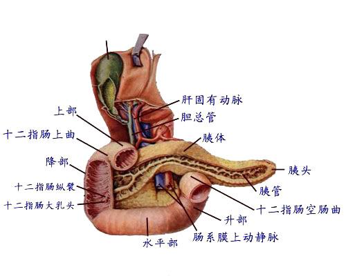 胰脏-+搜搜百科