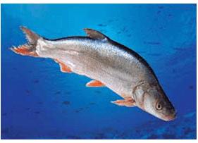 鱼   学名erythroculter mongolicus (basilewsky),俗名红梢子,尖头红