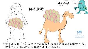 脂类是油,脂肪,类脂的总称