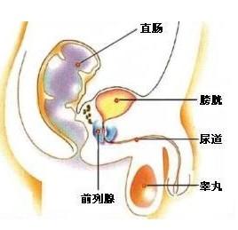 提高精子的成活率:前列腺液略偏碱性,可中和女性阴道中的酸性分泌物