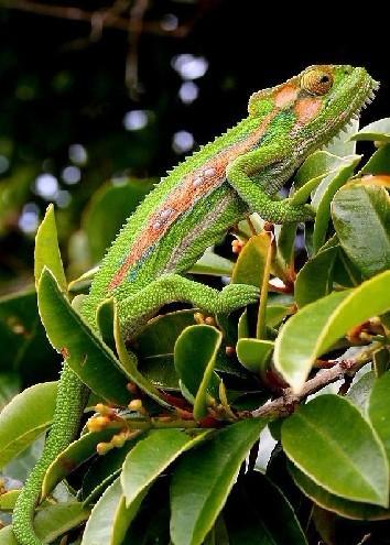 避役(学名:chamaeleonidae)(英语:chameleon)俗称变色龙,蜥蜴亚目