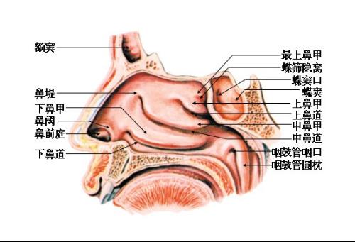 鼻息肉图片