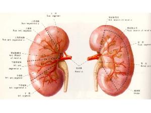 <em>肾虚</em>-+搜搜百科