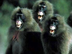狒狒在猴类中唯一集大群营地栖生的高等猴类.