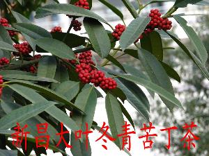 大叶冬青苦丁茶