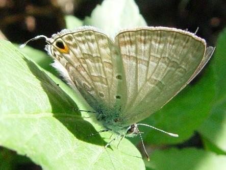 长尾波纹小灰蝶