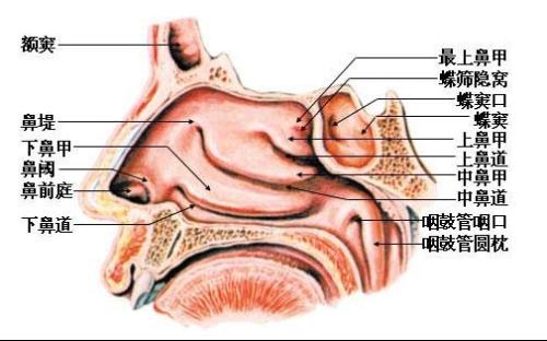 鼻腔3d结构图_鼻腔3d图