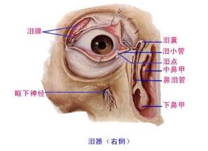 鼻泪管