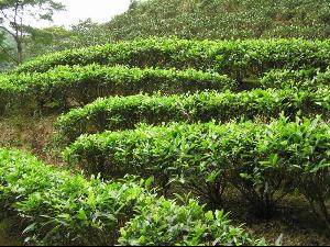包种茶 搜狗百科
