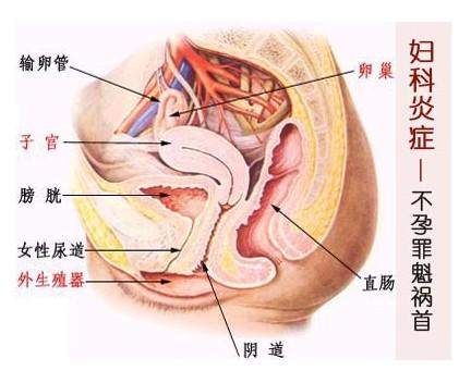 <em>白带</em>-+搜搜百科