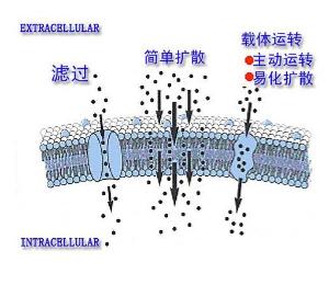 【生物】主动转运与被动转运区别生理学的一道问答题,别太概括-学路