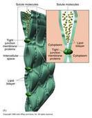 名半桥粒(hemidesmosomes,在桥粒连接中如果跨膜糖蛋白的细胞外结构