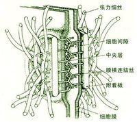 半桥粒