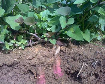 德国黑薯+-+搜搜百科