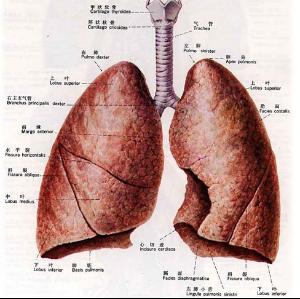 肺吸虫病