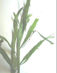 飞天蜈蚣草