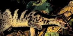 仅1种,即印支缟狸(缟灵猫)chrotogale owstoni.