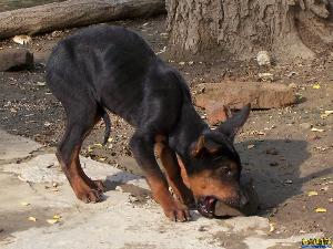 经常被用作守卫犬,该品种主要从我国的西北,东北等地区引进各省,犬商