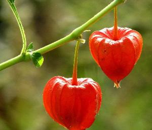 姑娘儿+-+搜搜百科