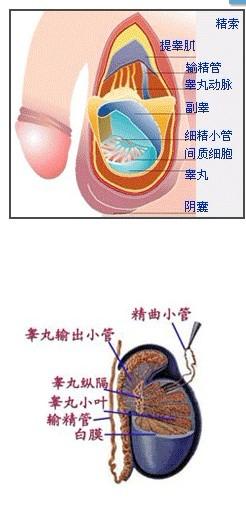 将"勃起传导素"作用至阴茎空腔海绵体,引起动脉扩张