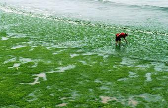 也被视作和 赤潮 一样的海洋灾害