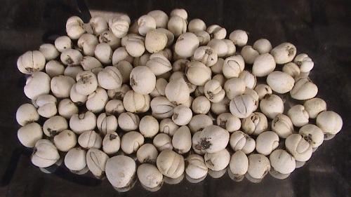 川贝-+搜搜百科