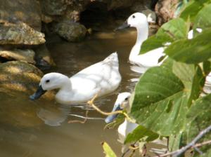连城县冠泉白鸭养殖专业合作社