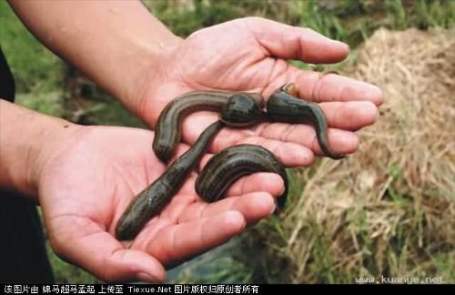 虻虫半两