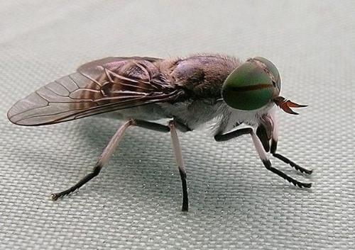 虻虫,虻虫又称牛蜢,牛虻