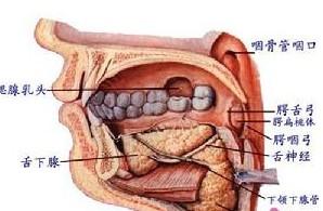 口腔可分为口腔前庭oral vestibule和固有口腔oral cavity proper.