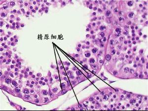 相关百科 原始的胚细胞经分化形成精原细胞,精原细胞经复制形成初级精