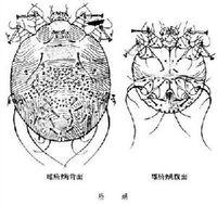 可引起顽固的皮肤病<em>疥疮</em>