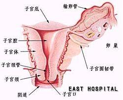 接触<em>性阴道出血</em>+-+搜搜百科