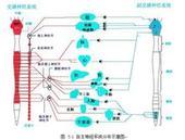 节后纤维