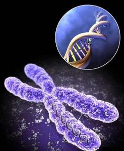 酵母菌<em>人工合成</em>染色体 - 搜搜百科