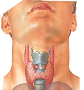 甲状腺在哪个部位图