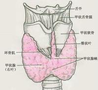 甲状腺是脊椎动物非常重要的腺体,属于内分泌器官.在哺乳动物