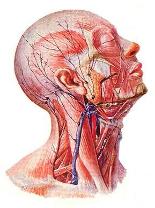 结核性淋巴结炎(tuberculosedadenitis)多系牛型结核菌感染,主要表现