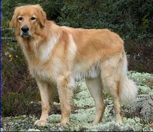 霍夫瓦尔特犬+-+搜搜百科