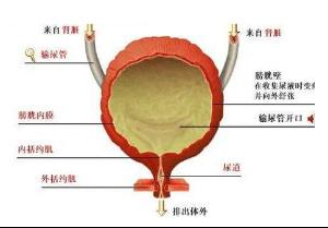 急性膀胱炎的危害大不大?