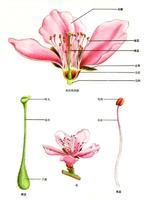 花萼 - 搜搜百科