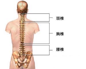 人体直立时,重心在上部通过齿突,至骨盆则位于第2骶椎前左方约7cm处