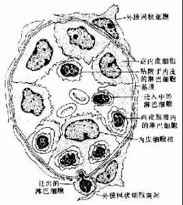 副皮质区