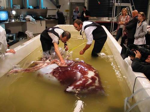 巨型鱿鱼科,许多中文文章里也把它称为大王