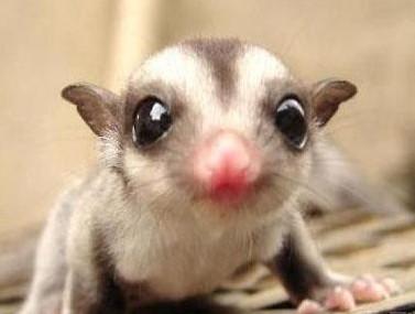 有袋动物-+搜搜百科