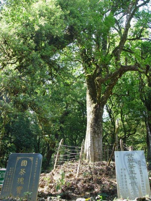 镇沅千家寨风景区
