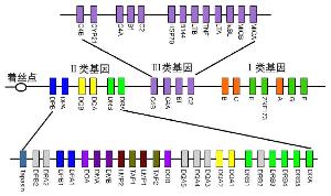 人类基因图