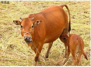 什么是黄牛 ext-20120323160547-920310759.jpg